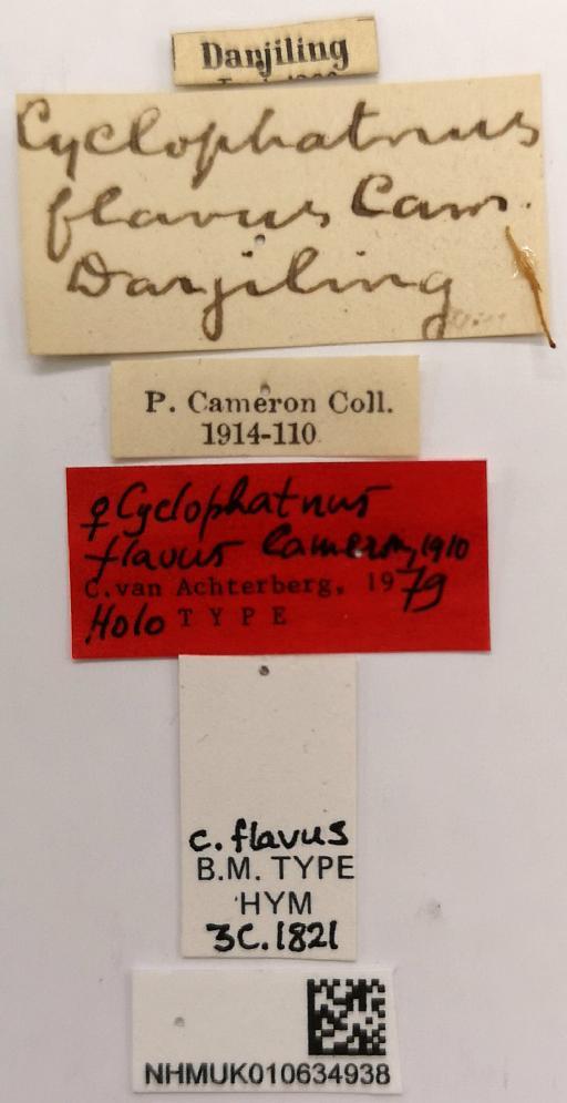 Cyclophatnus flavus Cameron, P., 1910 - 010634938_Cyclophatnus_flavus_holotype_labels