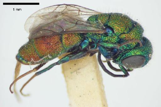 Chrysis turneriella Bohart, 1990 - Chrysis_turneri-BMNH(E)#970923_type-lateral-3_2X