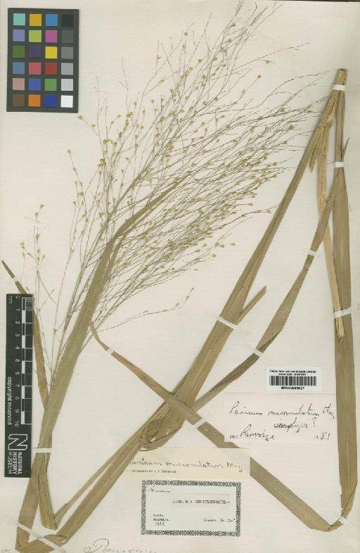 Panicum mucronulatum Mez - BM000884927