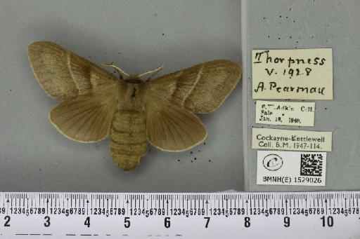 Macrothylacia rubi ab. grisea Tutt, 1902 - BMNHE_1529026_196494