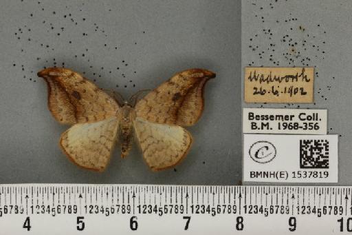 Drepana falcataria (Linnaeus, 1758) - BMNHE_1537819_200674