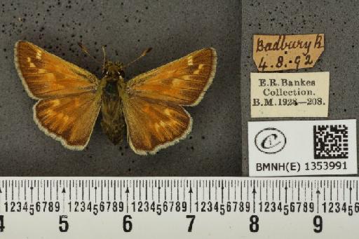 Hesperia comma (Linnaeus, 1758) - BMNHE_1353991_156142