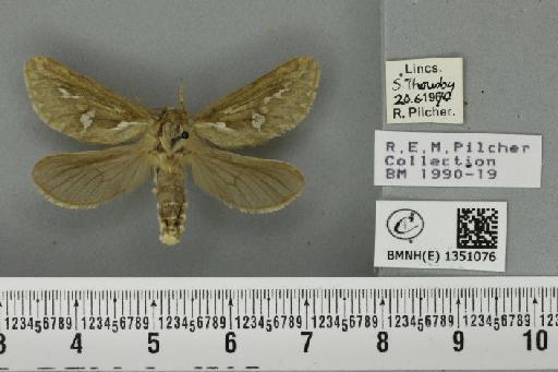 Korscheltellus lupulina ab. dacicus Caradja, 1893 - BMNHE_1351076_186195