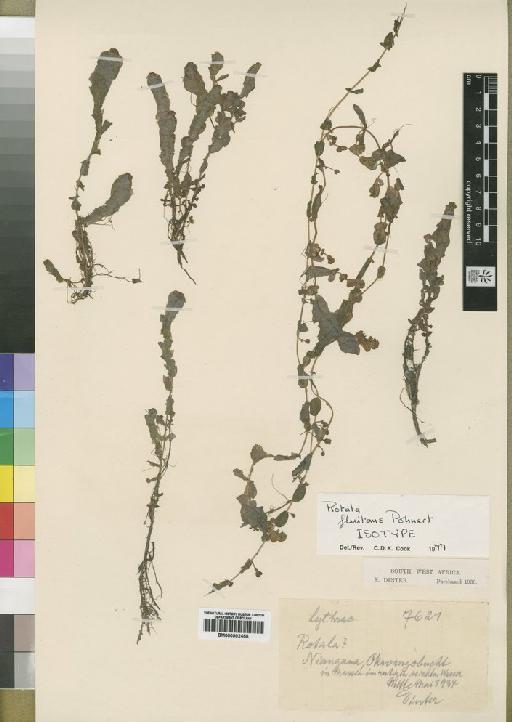 Rotala fluitans Pohnert - BM000902455