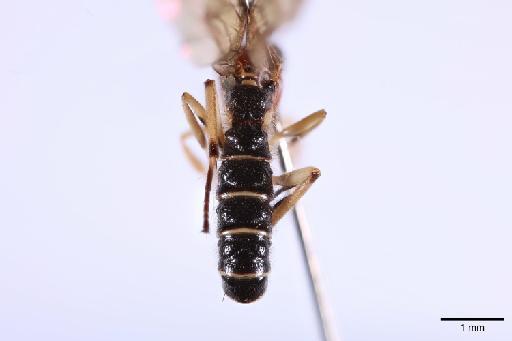 Lycorina moralesi Gauld, I.D., 1997 - 016200563_Lycorina_moralesi_PT_Dorsal_abdomen_3x