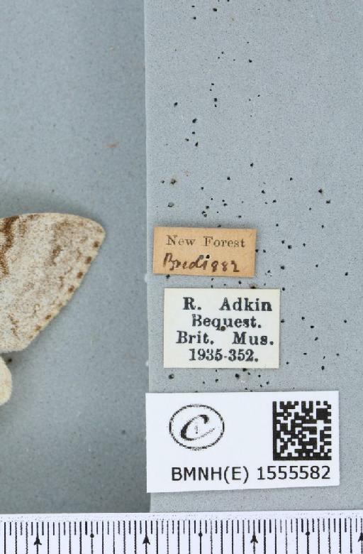 Calliteara pudibunda (Linnaeus, 1758) - BMNHE_1555582_label_254763