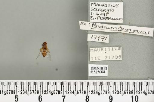 Bactrocera (Bactrocera) zonata (Saunders, 1842) - BMNHE_525004_30386