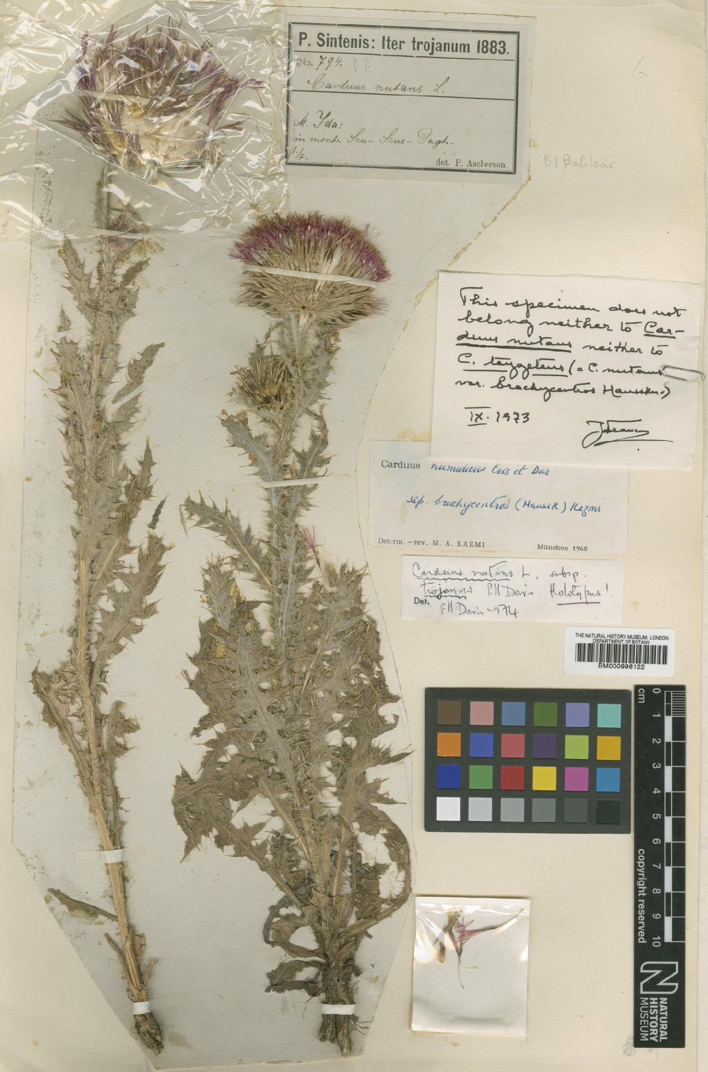 To NHMUK collection (Carduus nutans subsp. trojanus P.H.Davis; Holotype; NHMUK:ecatalogue:475831)