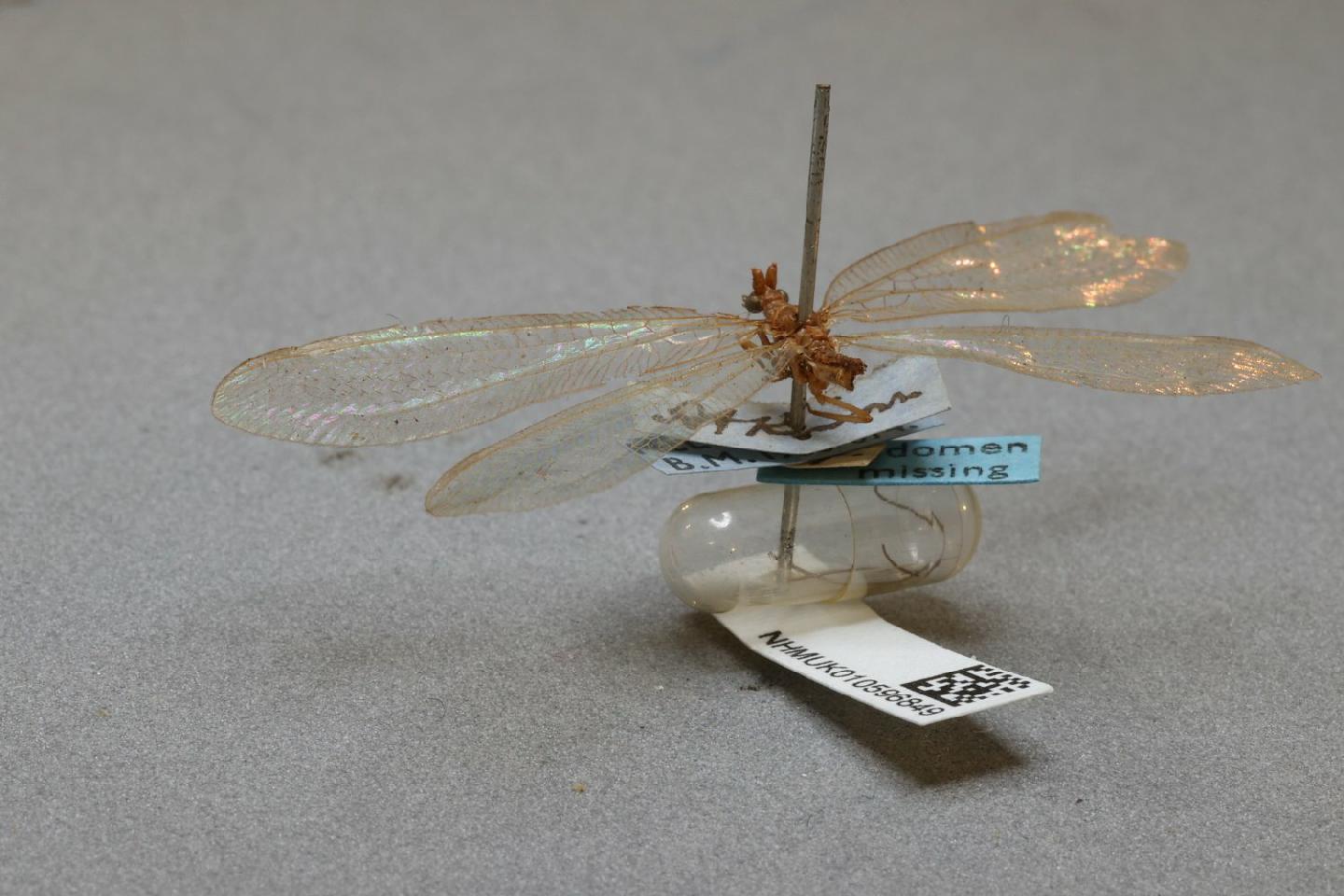 Tumeochrysa caesarea