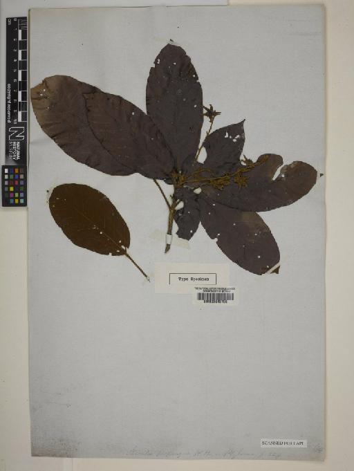Sterculia pruriens (Aubl.) Schum - BM000645796