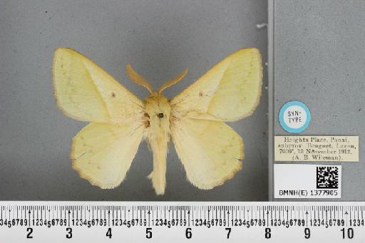 Trabala subadra Roepke, 1951 - BMNH(E) 1377905 Trabala subadra male ST dorsal and labels