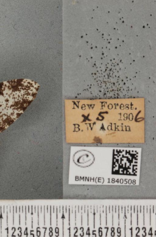 Biston betularia (Linnaeus, 1758) - BMNHE_1840508_label_413498