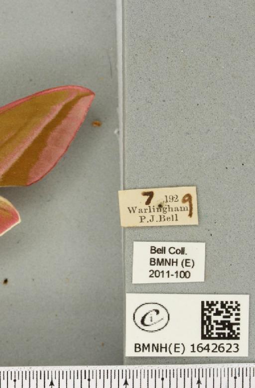 Deilephila elpenor (Linnaeus, 1758) - BMNHE_1642623_label_241222