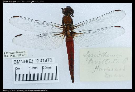 Lyriothemis bivittata (Rambur, 1842) - BMNHE_1201870-Lyriothemis_bivittata-Specimen-Dorsal-Habitus