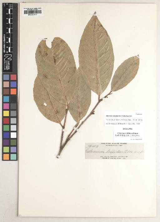 Rinorea bengalensis (Wall.) Kuntze - BM000929231