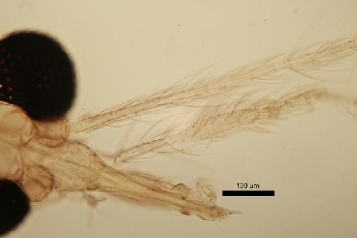 Phlebotomus (Phlebotomus) bergeroti Parrot - Phlebotomus_bergeroti-010210151-MaleAntenna_III(2)-20x_1_6