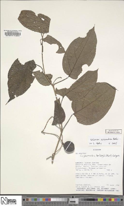Solanum circinatum Bohs - BM000062013