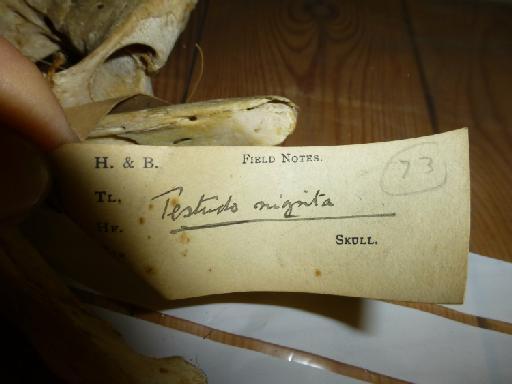 Chelonoidis porteri (Rothschild, 1903) - 1949.1.4.41, Testudo (Elephantopus) nigrita