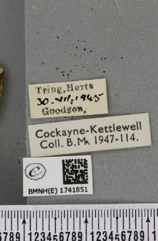 Eulithis prunata (Linnaeus, 1758) - BMNHE_1741851_label_320590