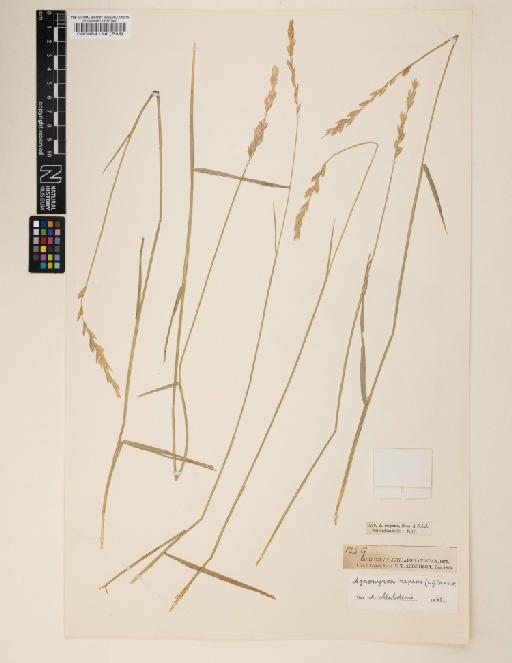 Elymus repens (L.) Gould - 000064114