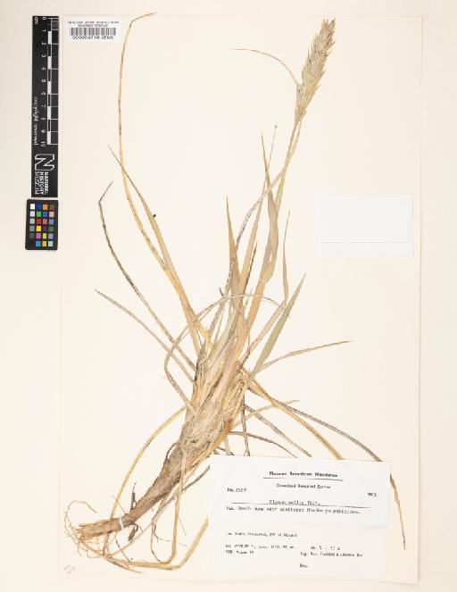 Elymus mollis Trin. - 000064716