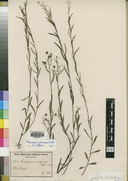 Sauvagesia africana (Baill) Bamps - BM000798721
