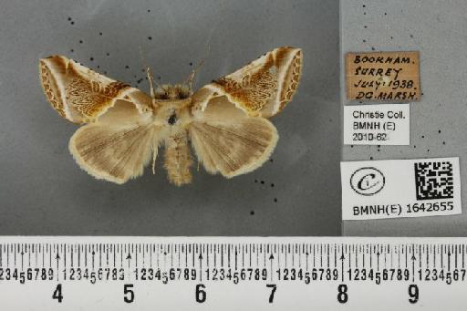 Habrosyne pyritoides (Hufnagel, 1766) - BMNHE_1642655_235452