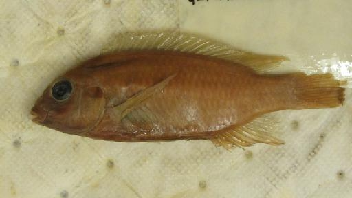 Gephyrochromis lawsi Fryer, 1957 - BMNH 1965.11.2.13, HOLOTYPE, Gephyrochromis lawsi Fryer