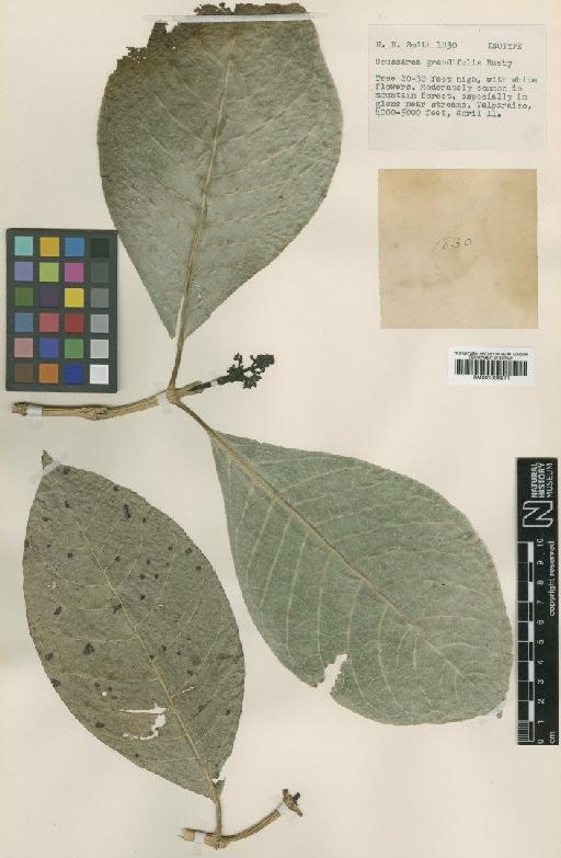 Coussarea grandifolia Rusby - BM001008971