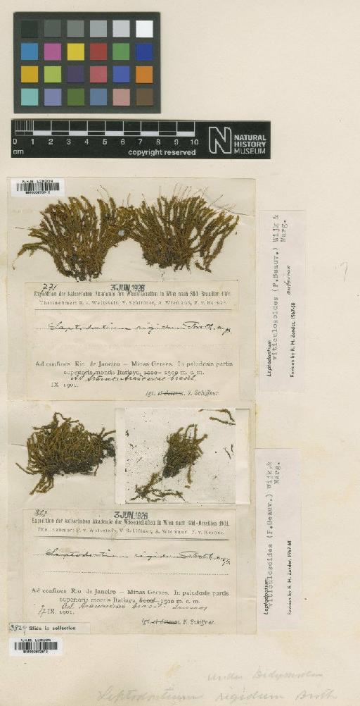 Leptodontium viticulosoides (P.Beauv.) Wijk & Margad. - BM000872512_a