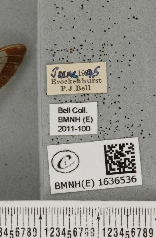 Hemaris fuciformis (Linnaeus, 1758) - BMNHE_1636536_label_205877