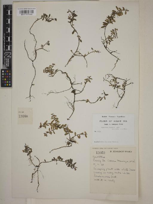 Gaultheria sinensis var. major Airy Shaw - 013823040