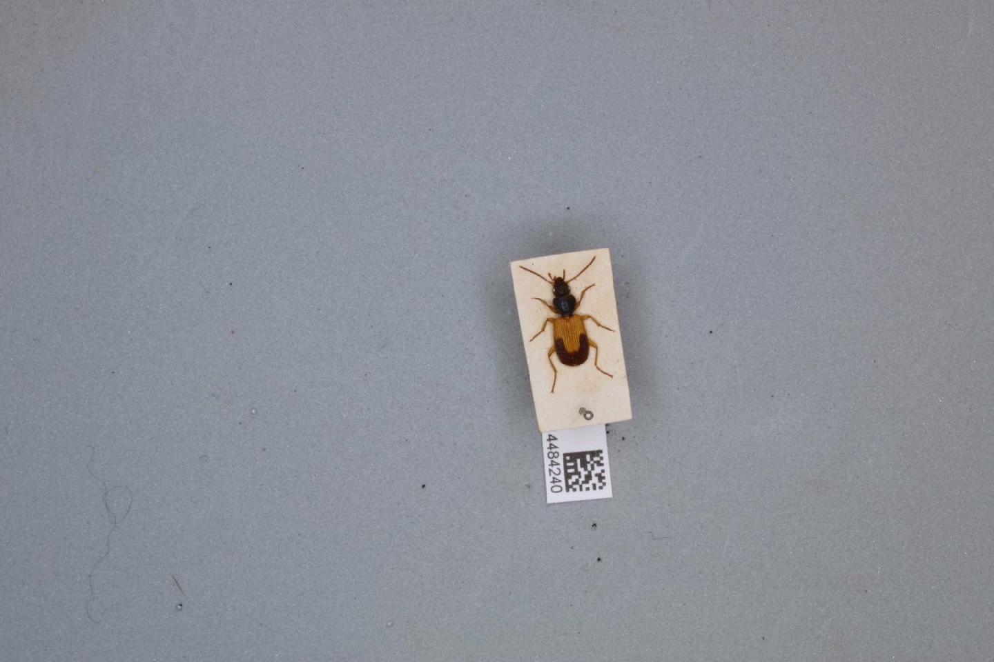 Cymindis daimio thumbnail