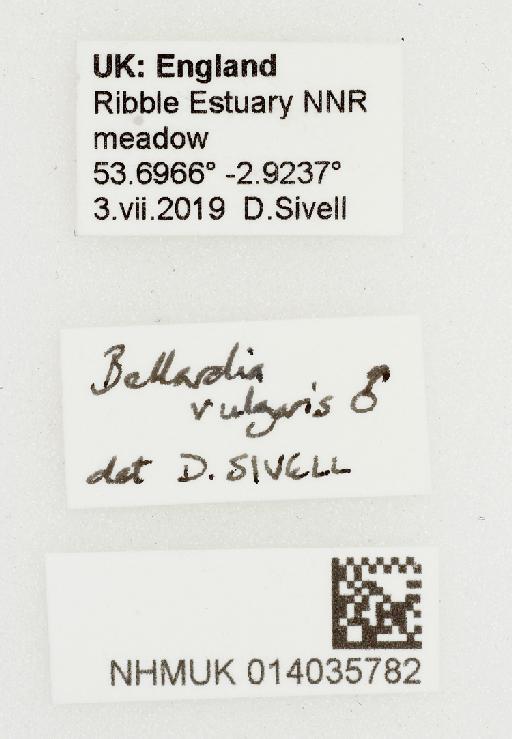 Bellardia vulgaris (Robineau-Desvoidy, 1830) - 014035782-Bellardia_vulgaris-labels