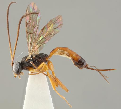 Lissonota obsoleta Bridgman, 1889 - 010884919_Lissonota_obsoleta_lateral