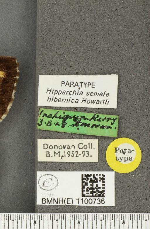 Hipparchia semele hibernica Howarth, 1971 - BMNHE_1100736_label_11827