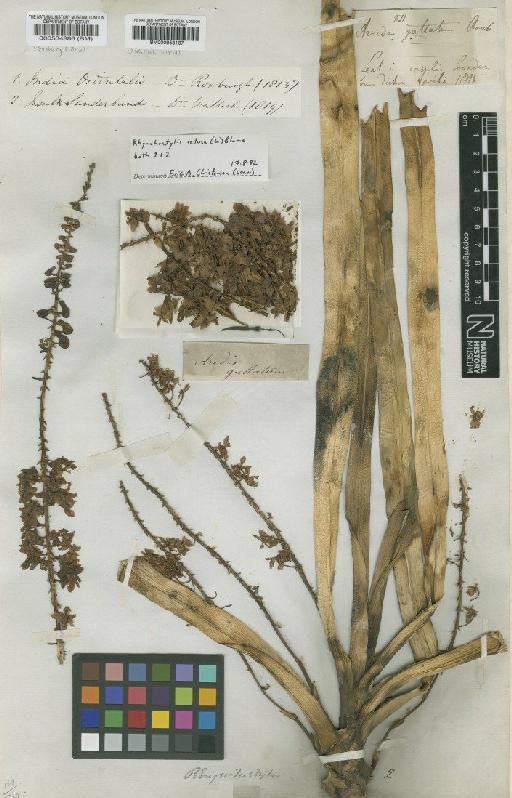 Rhynchostylis retusa (L.) Blume - BM000534886