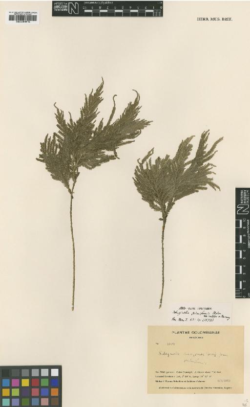 Selaginella palmiformis Alston ex Crabbe & Jermy - BM000936514