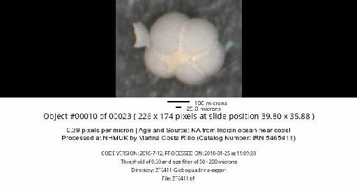 Neogloboquadrina dutertrei (d'Orbigny) - ZF6411-Globoquadrina-eggeri_obj00010_plane000.jpg