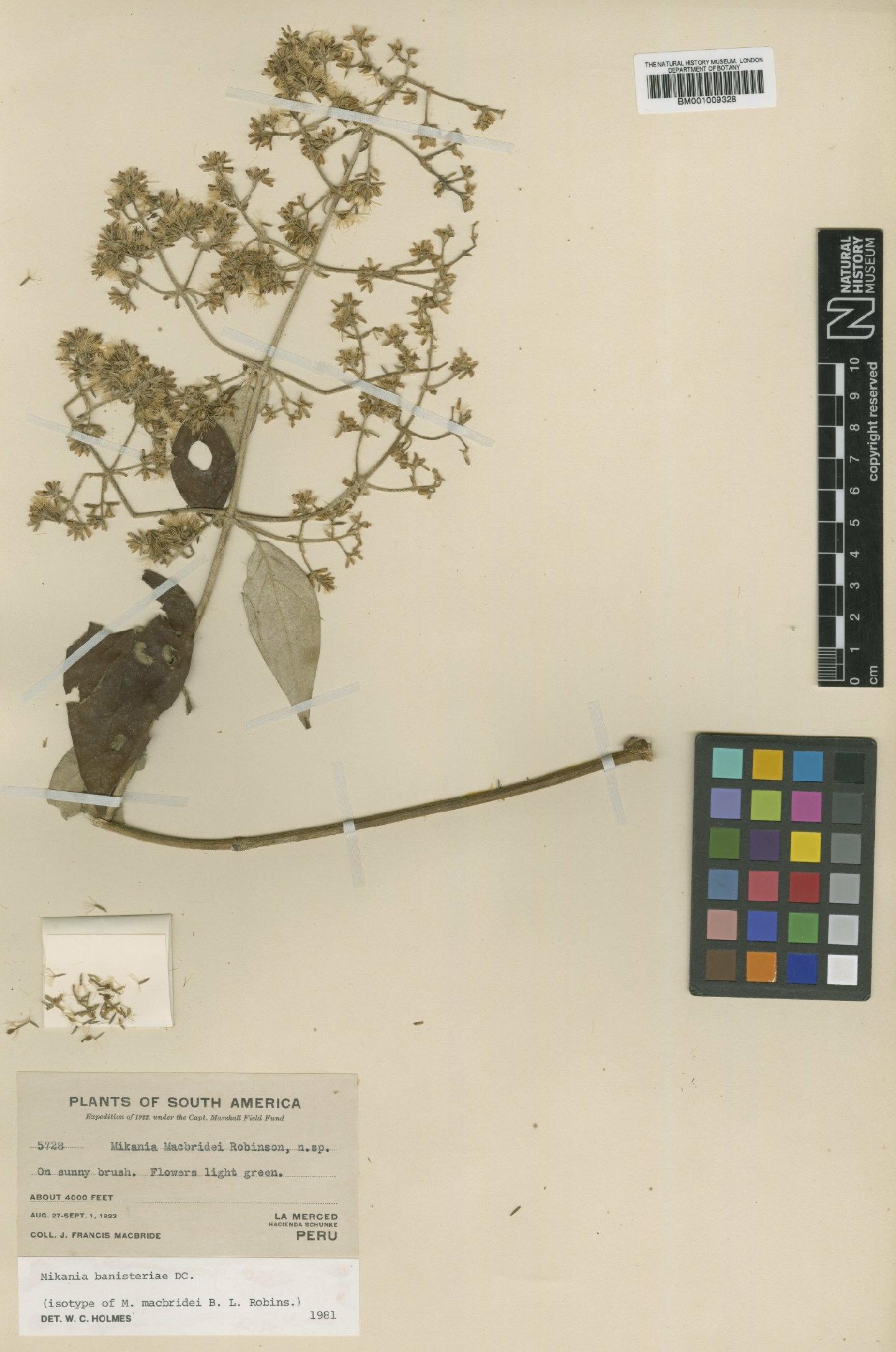 To NHMUK collection (Mikania banisteriae DC.; Isotype; NHMUK:ecatalogue:572271)