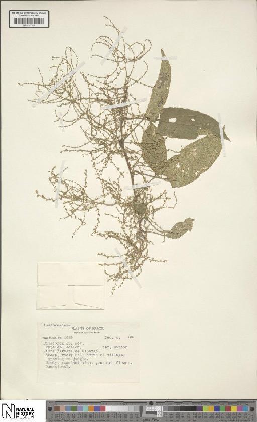 Dioscorea L. - BM001190545