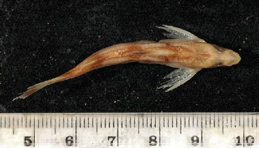 Gagata gagata Hamilton, 1822 - 1858.8.15.113-117d; Pimelodus gagata; dorsal view; ACSI Project image