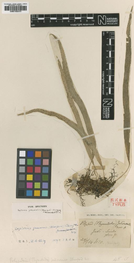 Lepisorus pseudonudus Ching - BM001038470