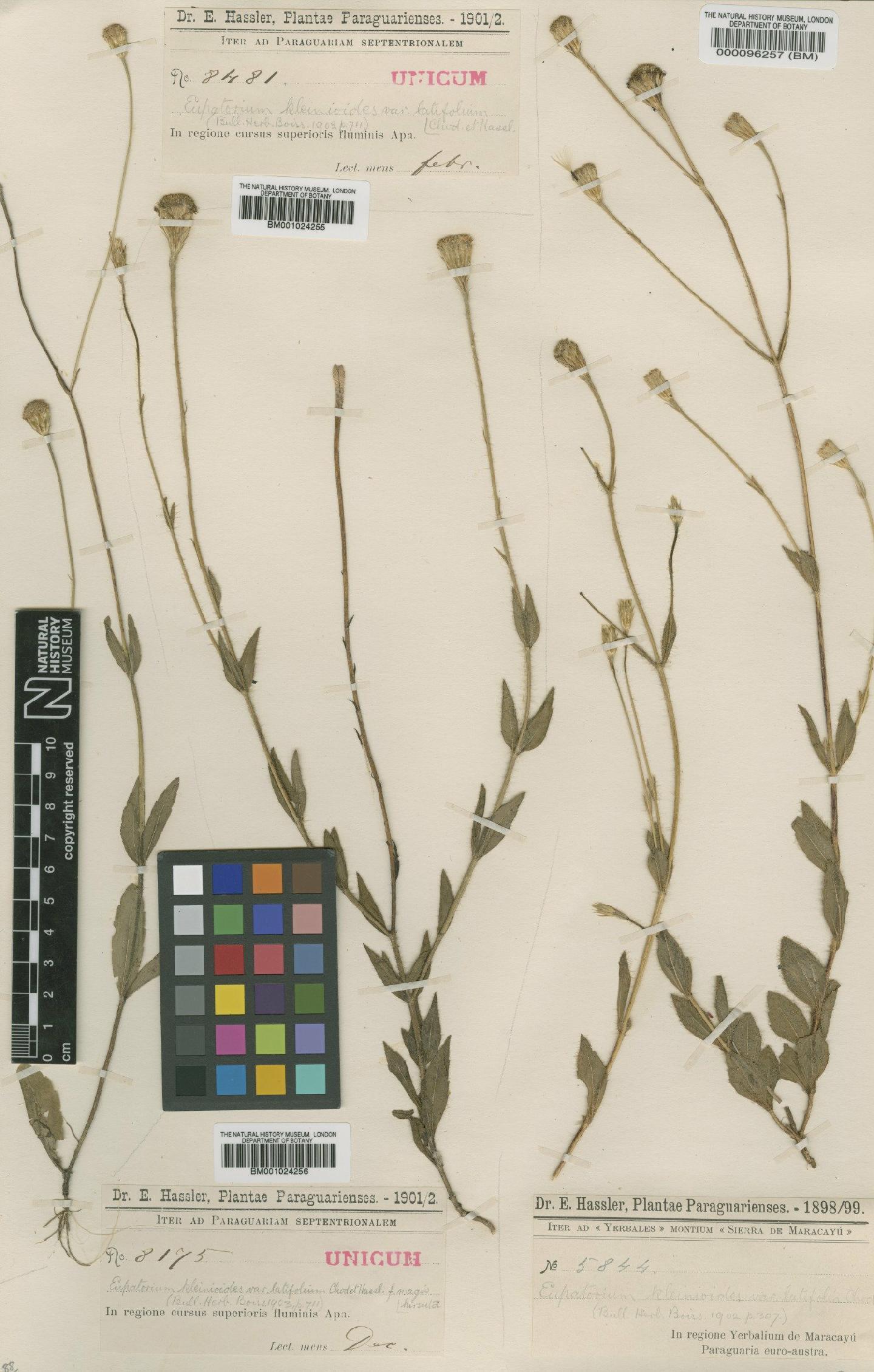 To NHMUK collection (Eupatorium kleinioides var. latifolium Chodat; Type; NHMUK:ecatalogue:652160)