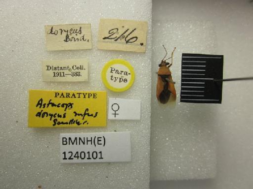 Astacops dorycus rufus Scudder, 1963 - Astacops dorycus rufus-BMNH(E)1240101-Paratype female dorsal & labels 2