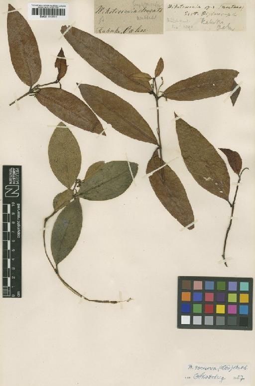 Wikstroemia recurva (Hillebr.) Skottsb. - BM001015611