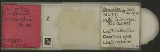 Uroleucon (Lambersius) breviscriptum Palmer, 1936 - 010107098_112821_1096629