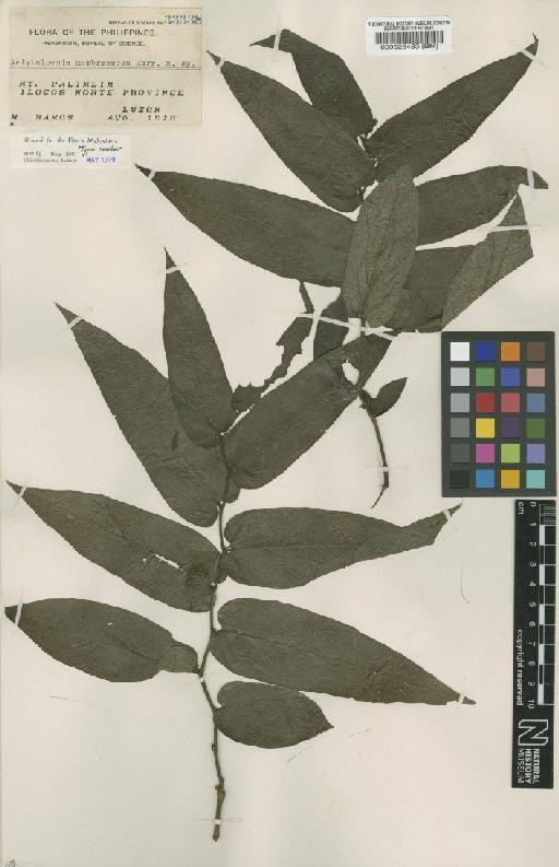 Aristolochia membranacea Merr. - BM000528483