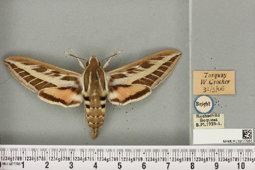 Hyles livornica (Esper, 1780) - NHMUK_010477085_534688