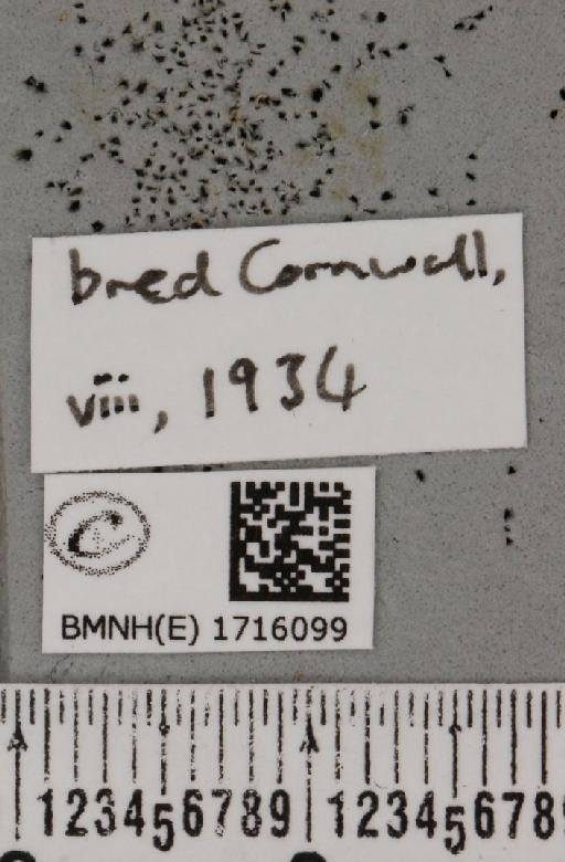 Scopula marginepunctata (Goeze, 1781) - BMNHE_1716099_label_269302